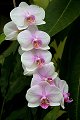flora bloem bloemen fleur fleurs floral flower flowers orchid orchids orchidee orchideeen orchidees orchis Orchidaceae werk aan de muur werkaandemuur